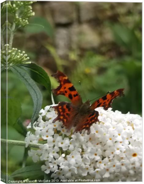 Cool Comma Butterfly! Canvas Print by Eleanor McCabe