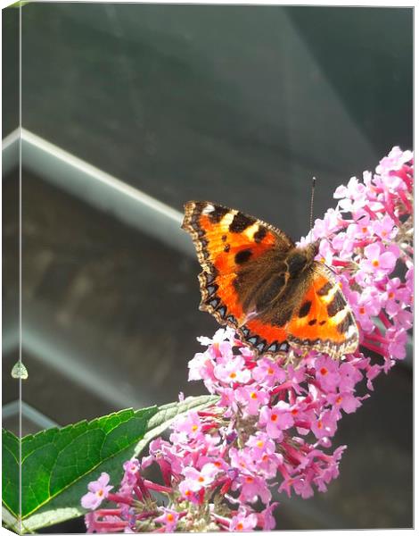 Tame Tortoiseshell! Canvas Print by Eleanor McCabe