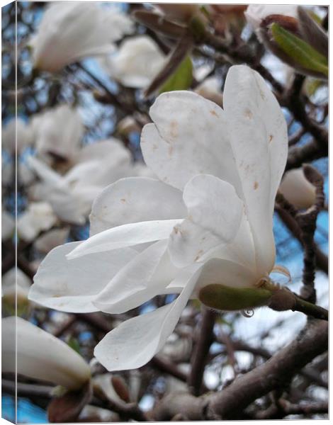 Spring Magnolia Canvas Print by Eleanor McCabe