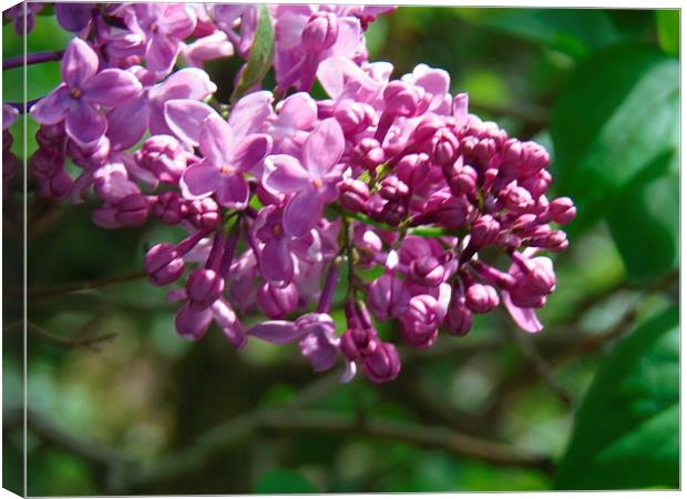 Sweet Scented Lilac! Canvas Print by Eleanor McCabe
