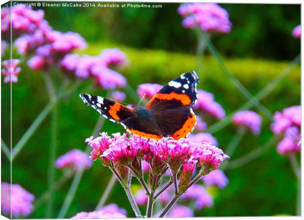 Bright Red Admiral! Canvas Print by Eleanor McCabe