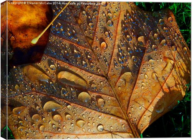  Frosty Autumn Beauty! Canvas Print by Eleanor McCabe