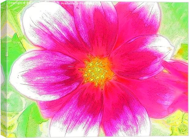  Sweet Sweet Candy Pink Summer Flower Canvas Print by Eleanor McCabe