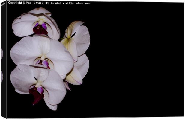Orchid Canvas Print by Paul Davis