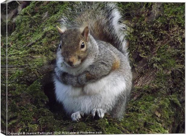 Squirrel in tree Canvas Print by Joanne Partington