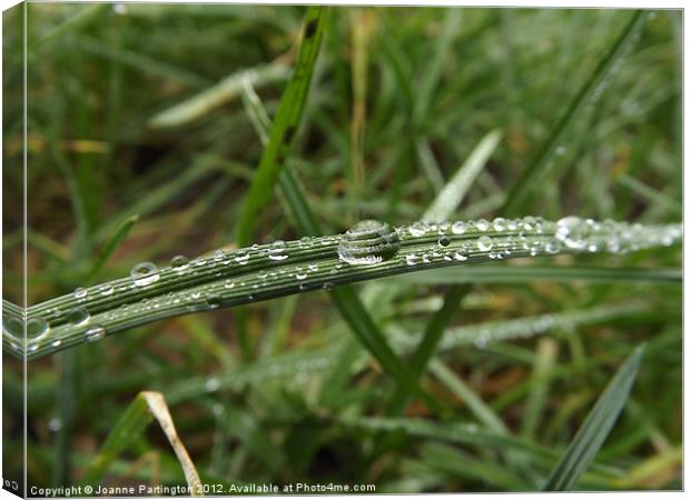 Water droplet on a blade of grass Canvas Print by Joanne Partington