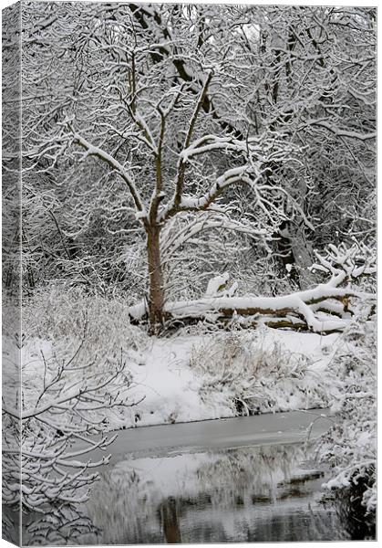 winters day 2 Canvas Print by linda cook