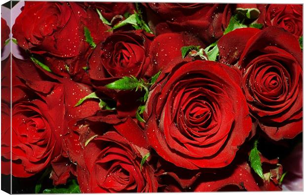 the rose of love Canvas Print by linda cook