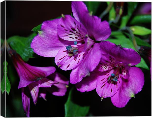 peruvian lily Canvas Print by linda cook
