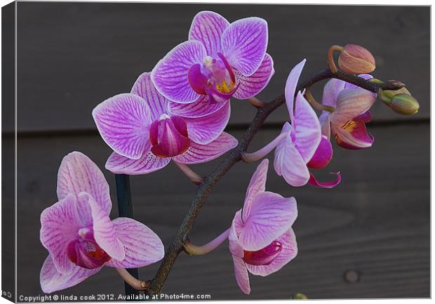 oriental magic Canvas Print by linda cook