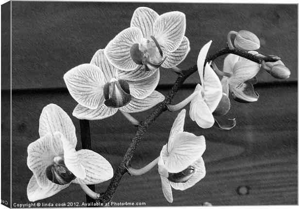 flowering oriental orchid Canvas Print by linda cook