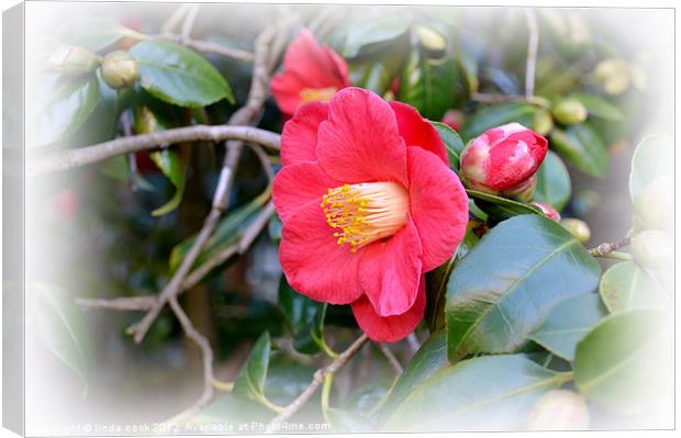 camellia japonica Canvas Print by linda cook