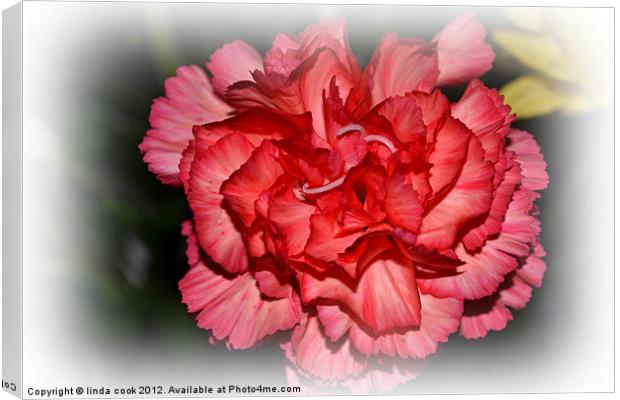 pretty pink carnation Canvas Print by linda cook
