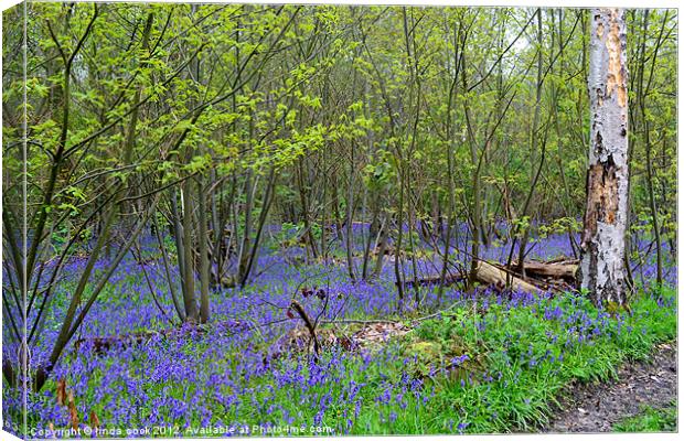 sea of bluebells in essex Canvas Print by linda cook