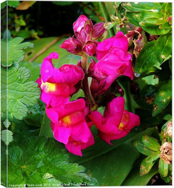 snapdragon Canvas Print by linda cook