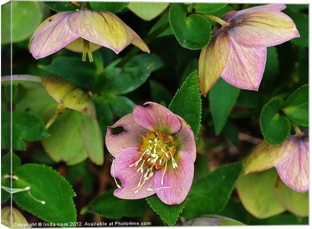 the garden hellebore Canvas Print by linda cook