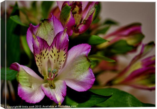 striking lily! Canvas Print by linda cook