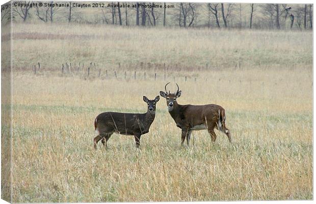 Deer Couple Face Camera Canvas Print by Stephanie Clayton