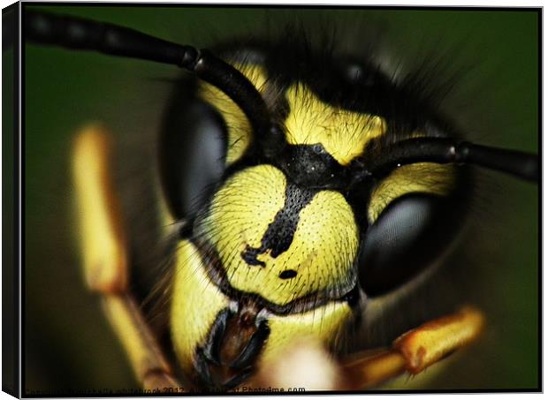 Hello Summer Wasp Canvas Print by michelle whitebrook