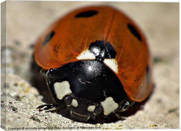 Ladybird with a Beard Canvas Print by michelle whitebrook