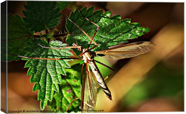 Dragon fly Canvas Print by michelle whitebrook