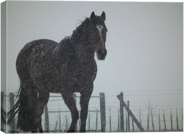 Snowy the horse Canvas Print by michelle whitebrook