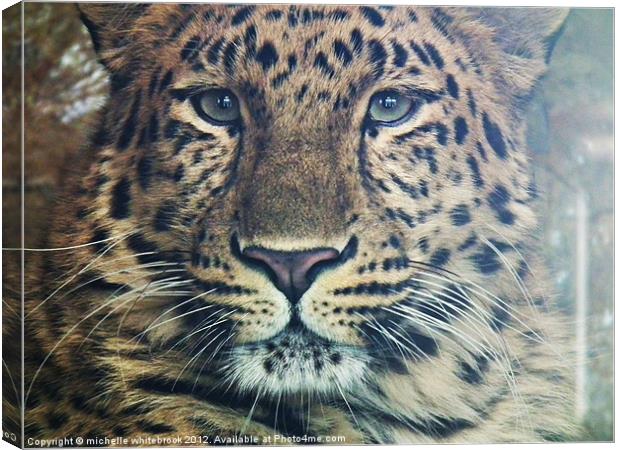 Up close 1 Canvas Print by michelle whitebrook