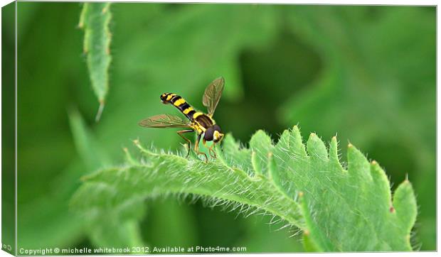 Hover fly 2 Canvas Print by michelle whitebrook