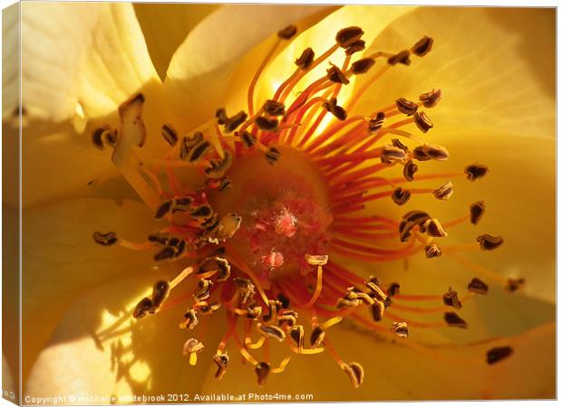 Petals and Pollen Canvas Print by michelle whitebrook