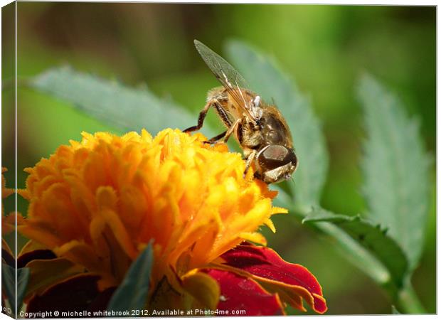 hover fly 7 Canvas Print by michelle whitebrook