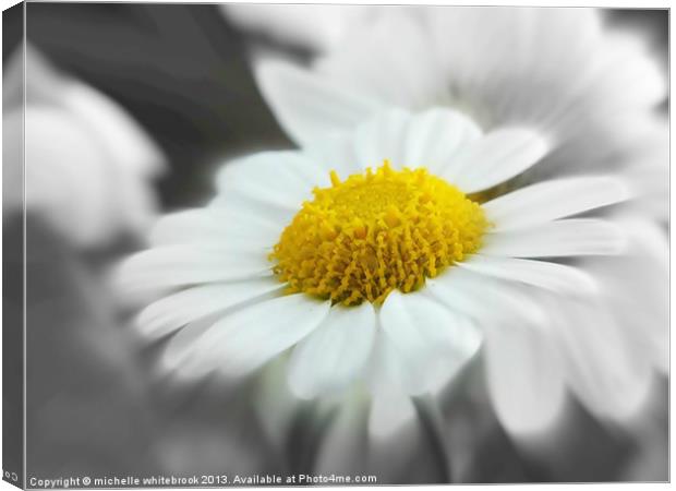 soft daisy 3 Canvas Print by michelle whitebrook