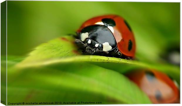 ladybird closeup Canvas Print by michelle whitebrook