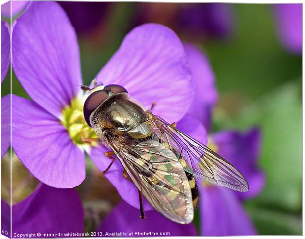 Pretty Hoverfly Canvas Print by michelle whitebrook