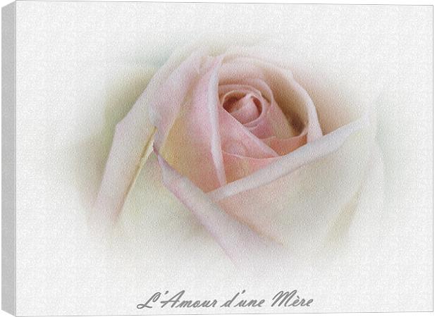 French Rose Canvas Print by michelle whitebrook