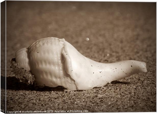 Lone Shell Canvas Print by michelle whitebrook