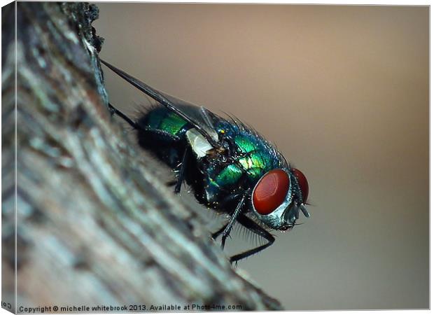 Common Fly Canvas Print by michelle whitebrook