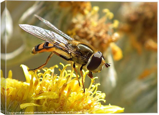 Hover fly 7 Canvas Print by michelle whitebrook