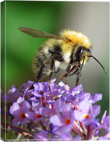 Busy Again 9 Canvas Print by michelle whitebrook