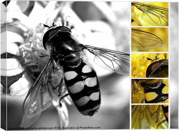 Hover fly multi Canvas Print by michelle whitebrook