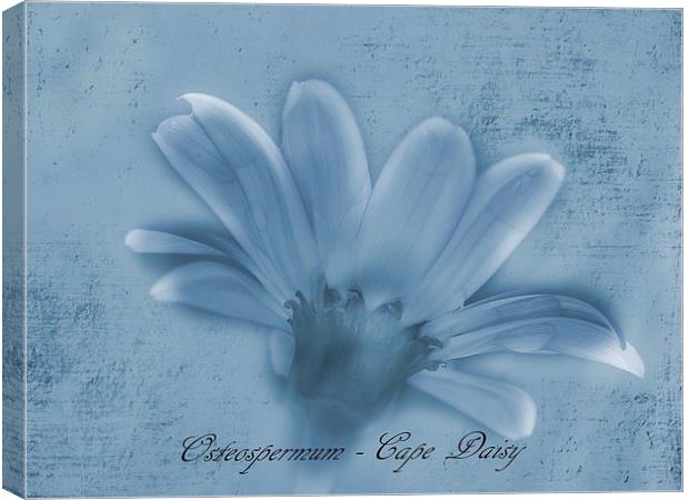 Osteospermum Cape Daisy Canvas Print by michelle whitebrook