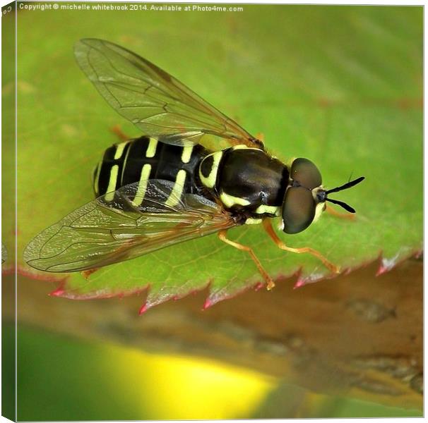 Safe Landing Canvas Print by michelle whitebrook