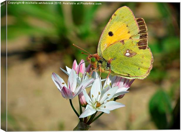 Butterfly in Greece Canvas Print by michelle whitebrook