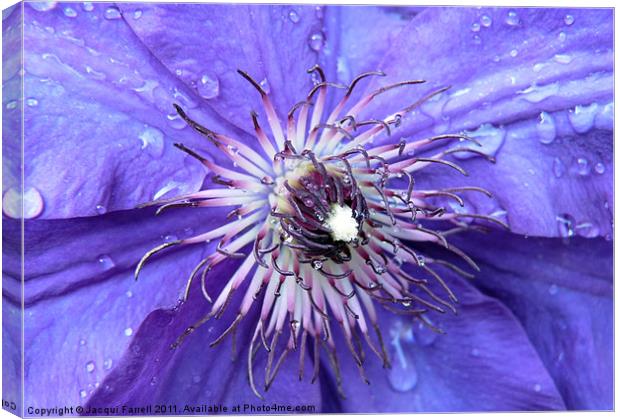 Purple Rain Canvas Print by Jacqui Farrell