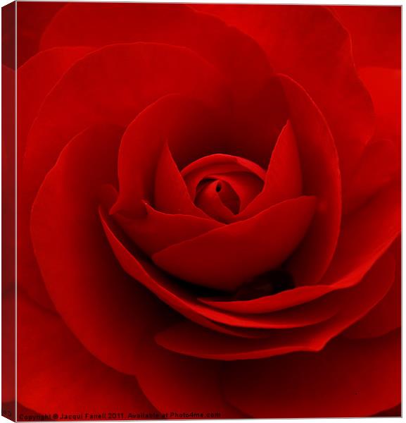 Red Rose Canvas Print by Jacqui Farrell