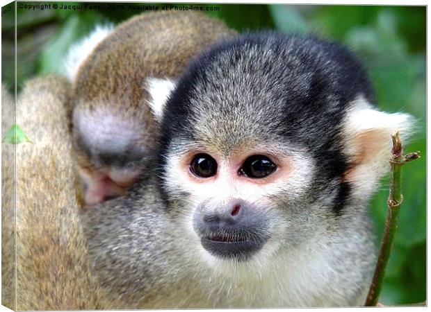 Squirrel Monkey with Baby Canvas Print by Jacqui Farrell