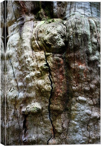 Tree Bark in Sherwood Forest Nottingham Canvas Print by Jacqui Farrell