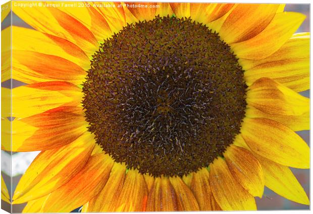 Summer Sunflower  Canvas Print by Jacqui Farrell