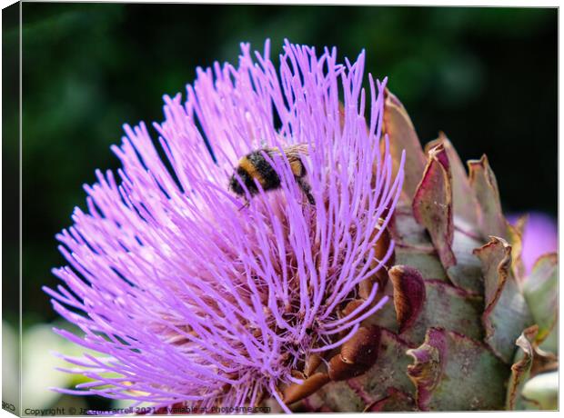 Artichoke Thistle with Bee Canvas Print by Jacqui Farrell