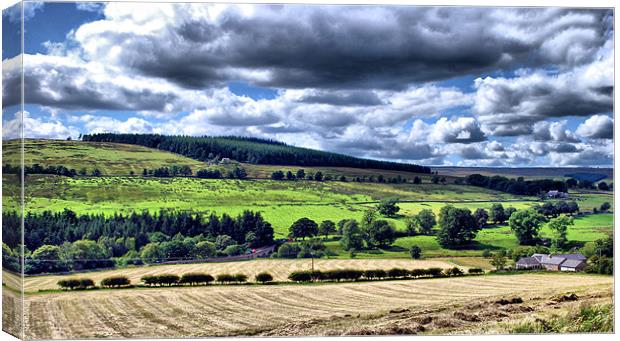Northumberland Countryside  Canvas Print by Jacqui Farrell