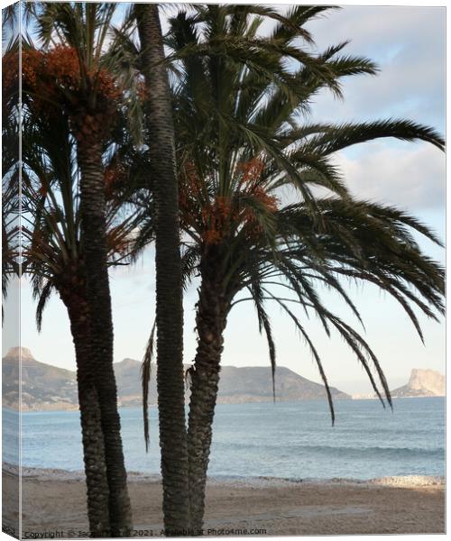 Palm Trees  Canvas Print by Jacqui Farrell